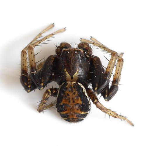 Xysticus sp.